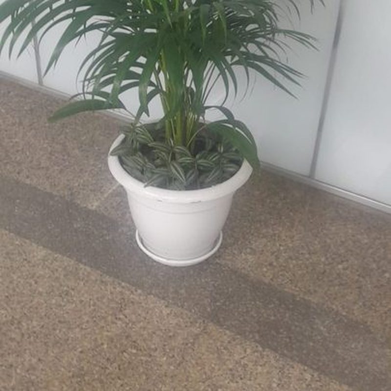 Areca Palm in a white pot