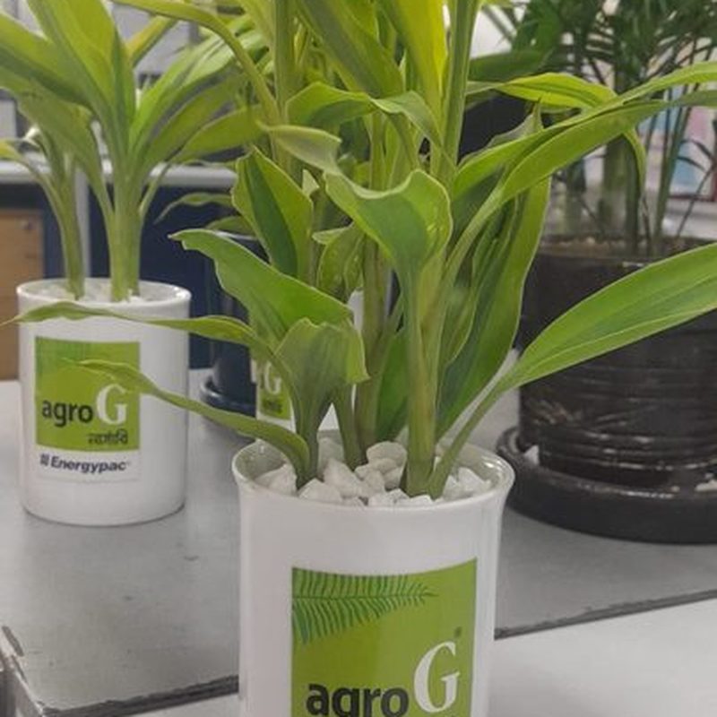 Corn Plant Dracaena in a white pot