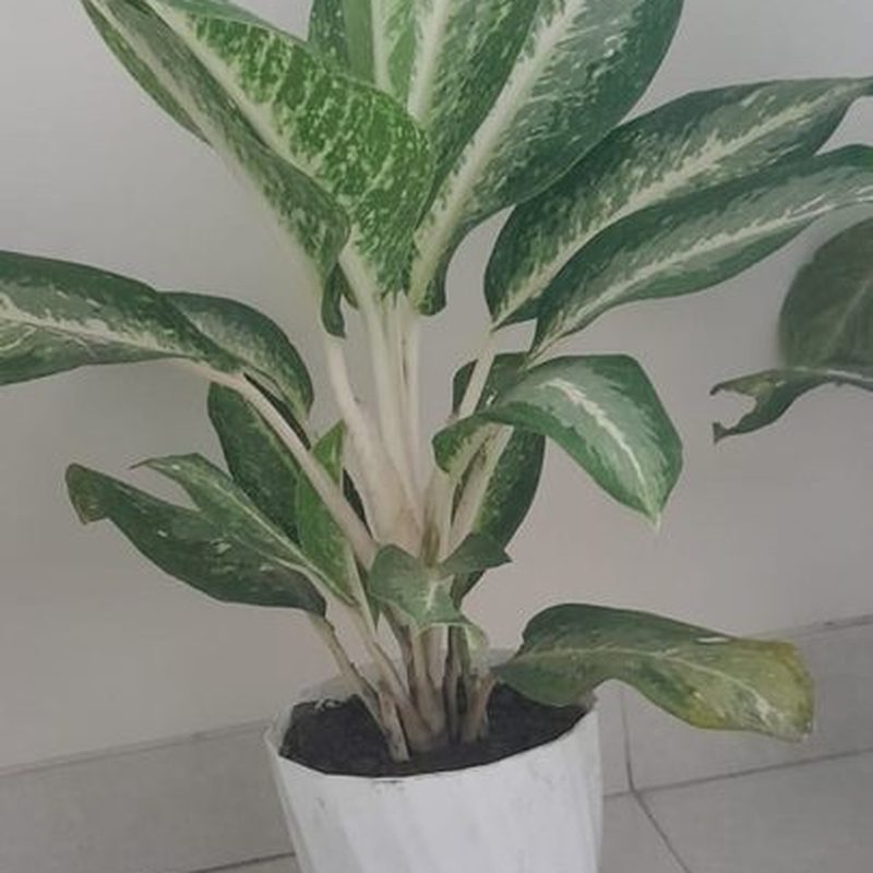Dieffenbachia with variegated leaves