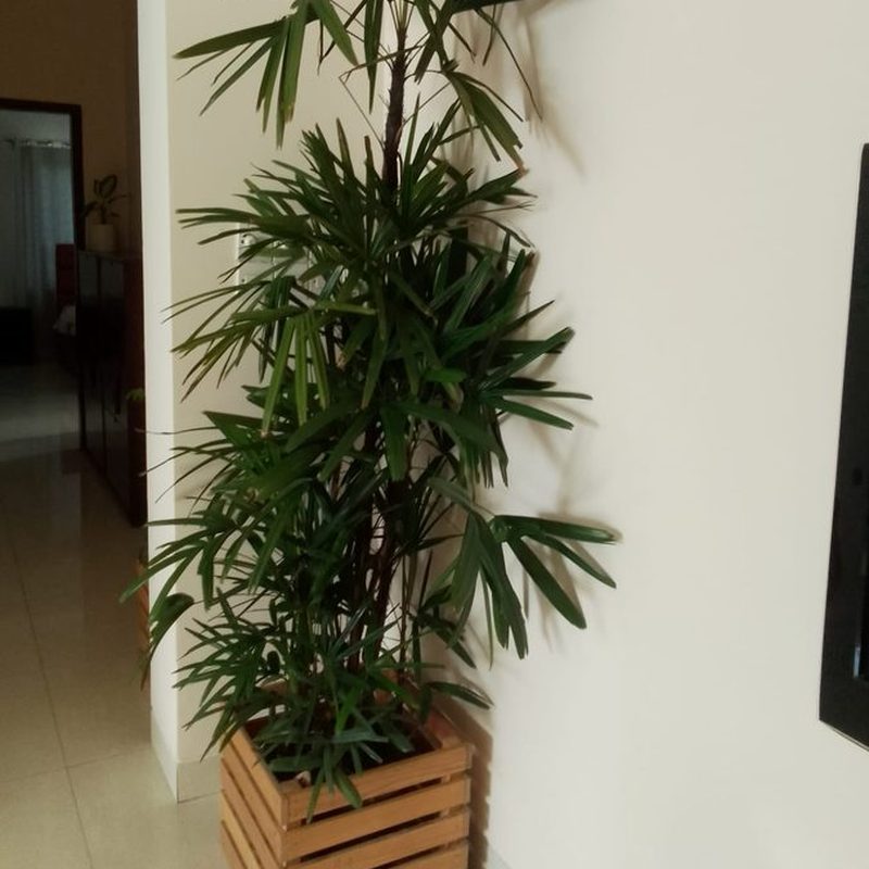 Lady Palm in a wooden planter