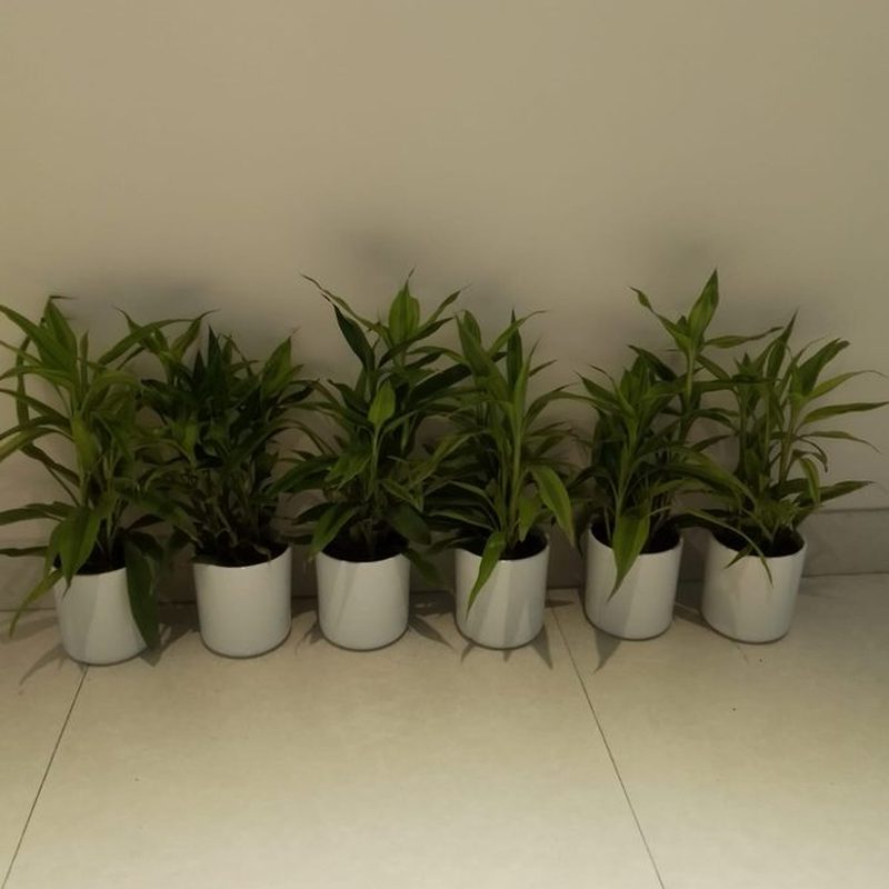 Row of Peace Lilies in white pots