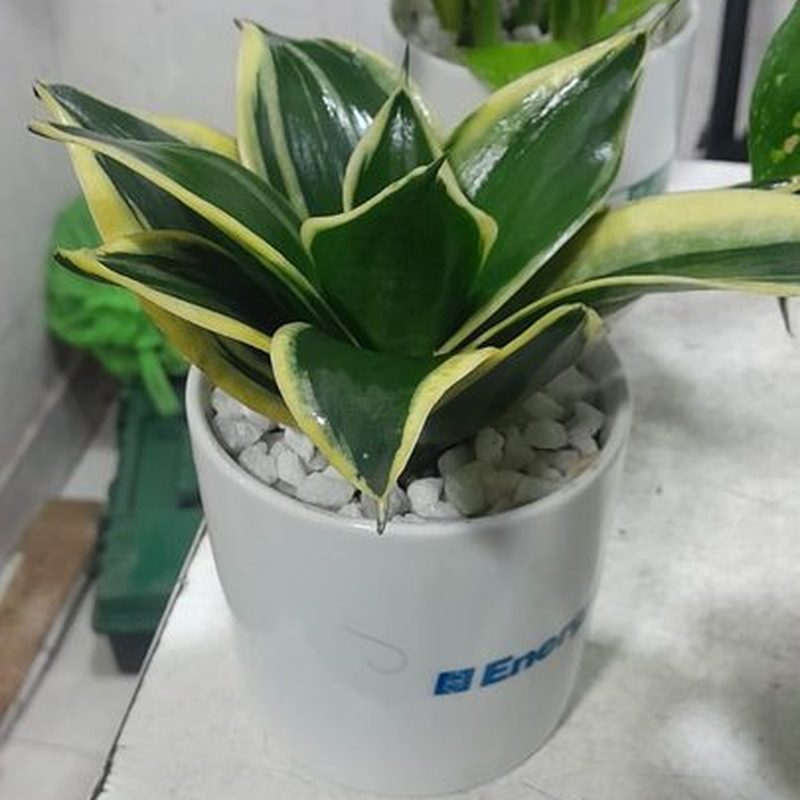 Snake Plant with yellow-edged leaves