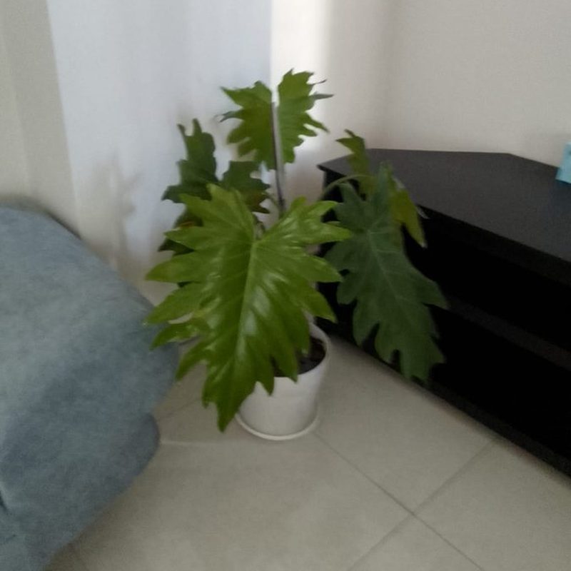 Tree Philodendron with large lobed leaves