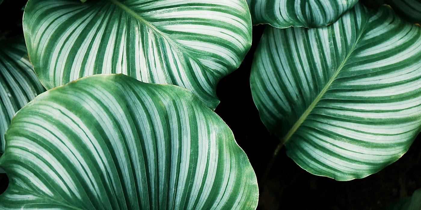 Plant decorations